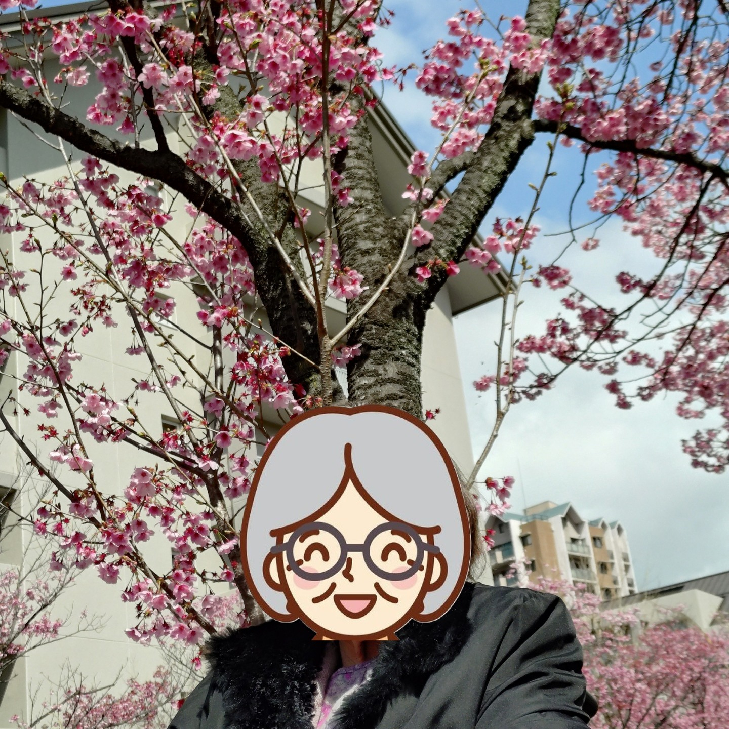 【さくらドライブ 長池公園】