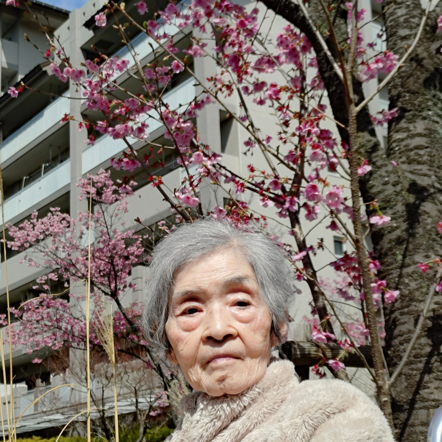 【さくらドライブ 長池公園】