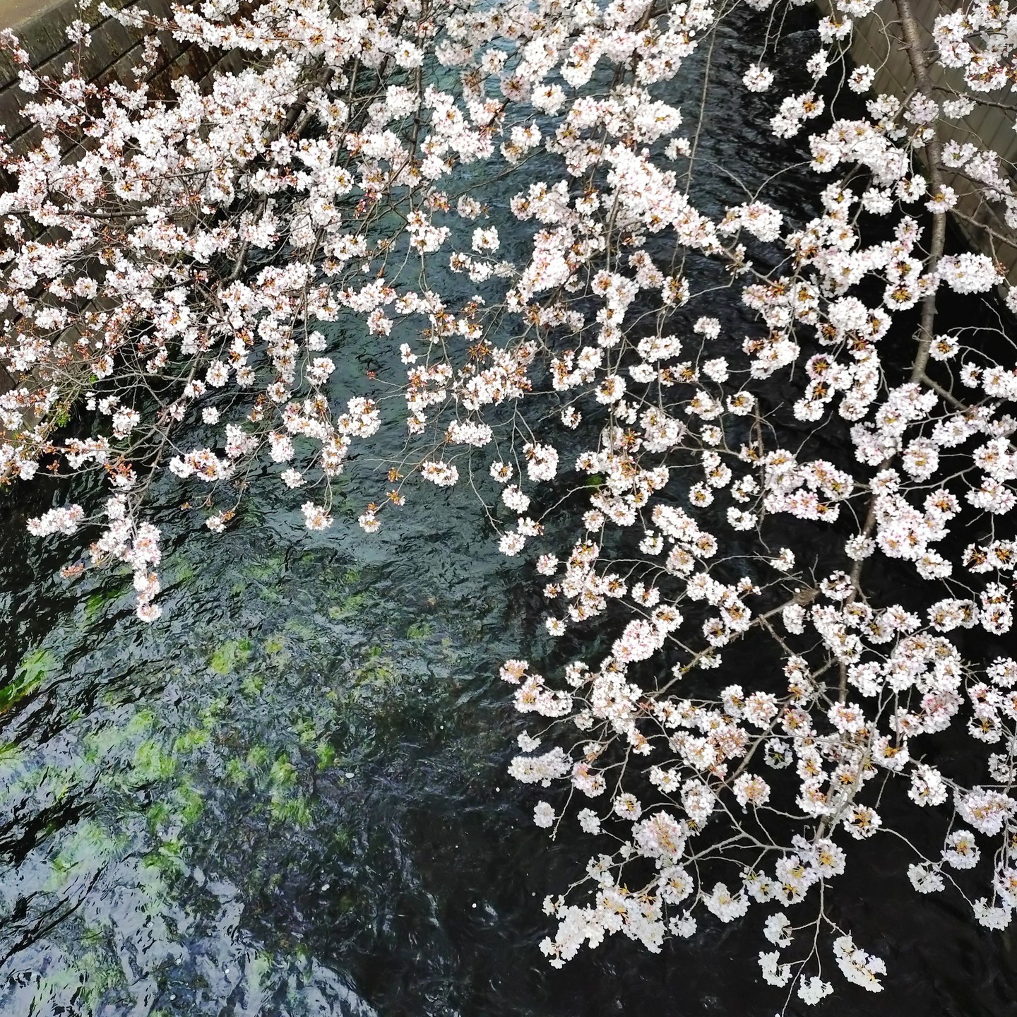 【さくらドライブ　日野】