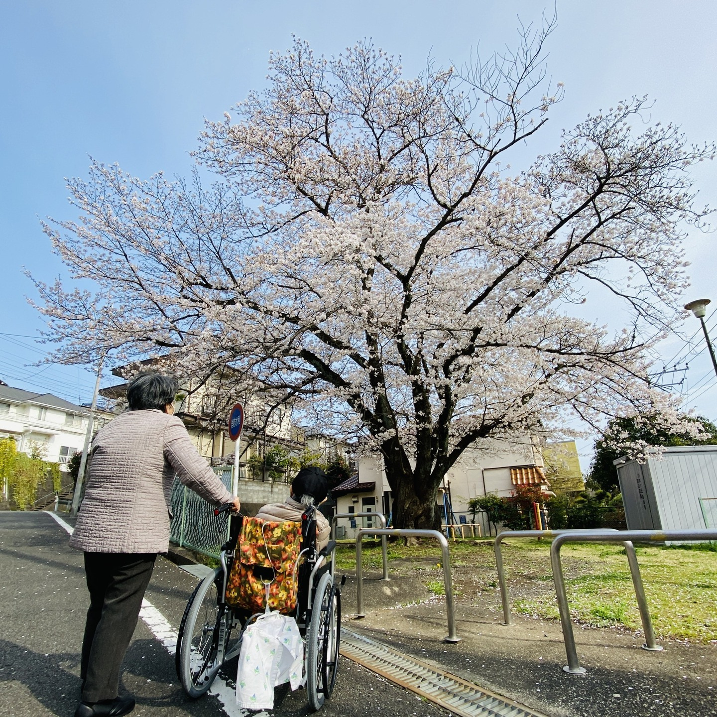 【お花見　公園】