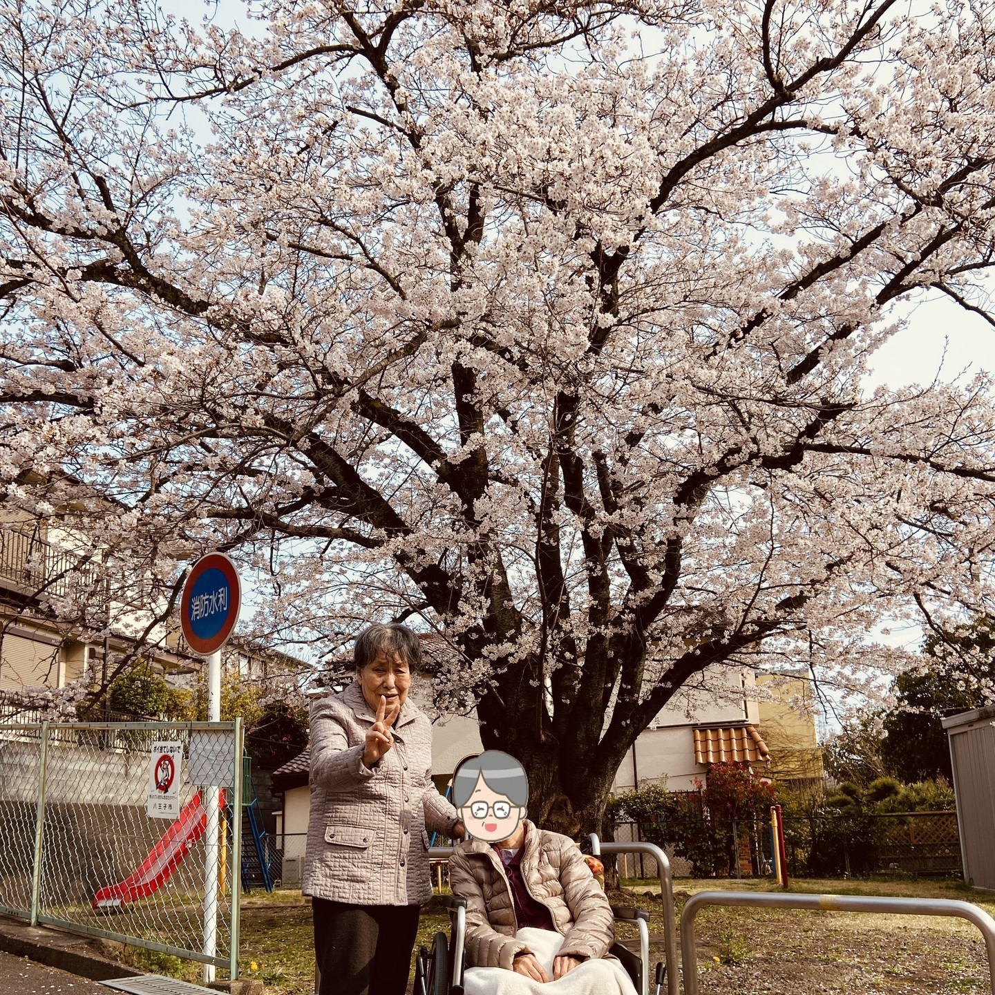 【お花見　公園】