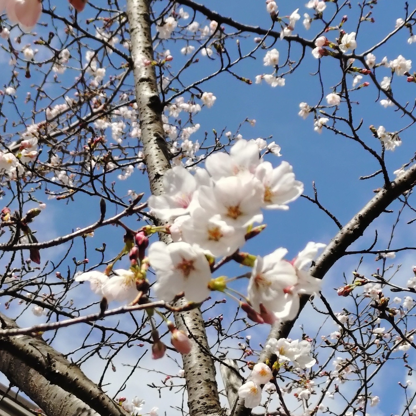【お花見　公園】