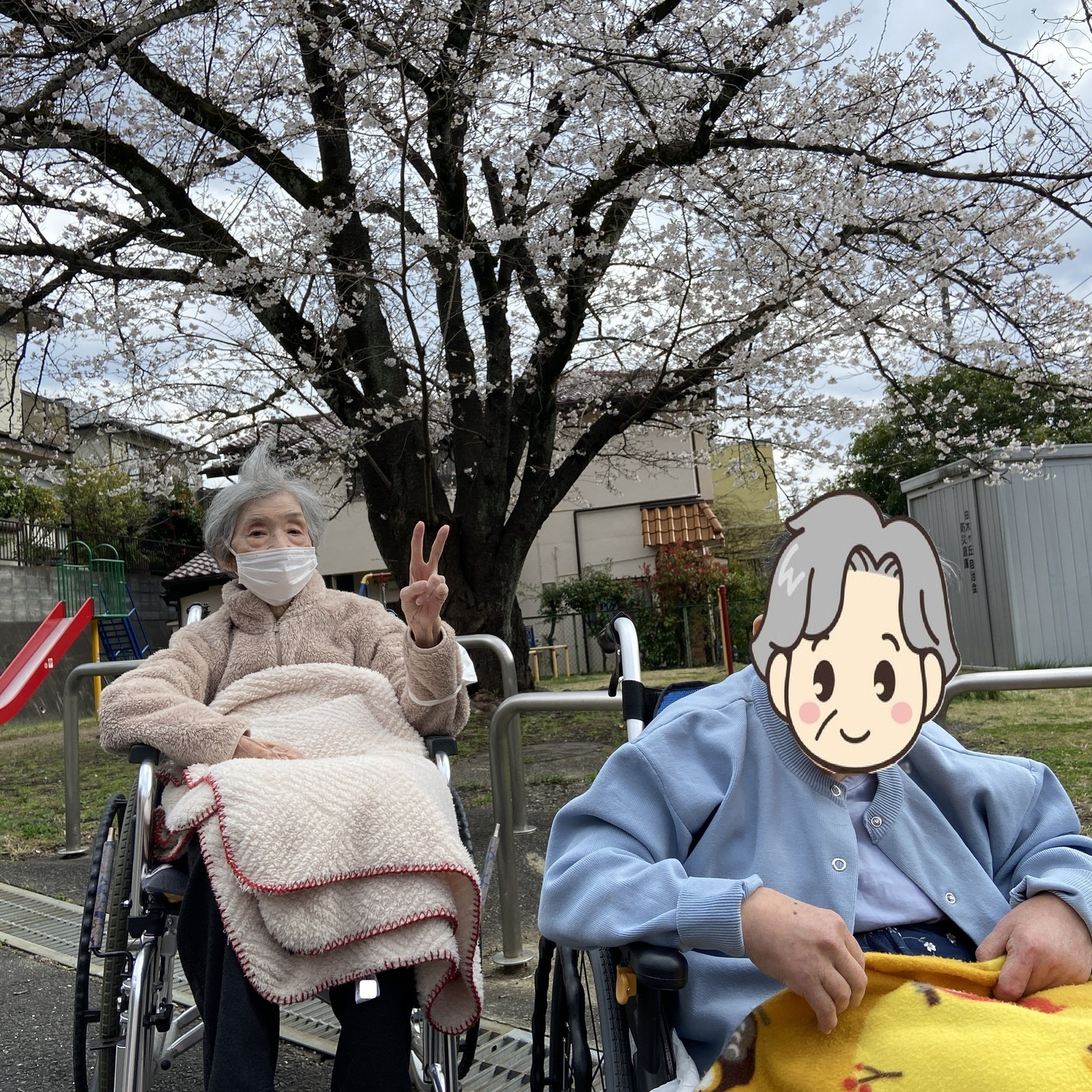 【お花見　公園】