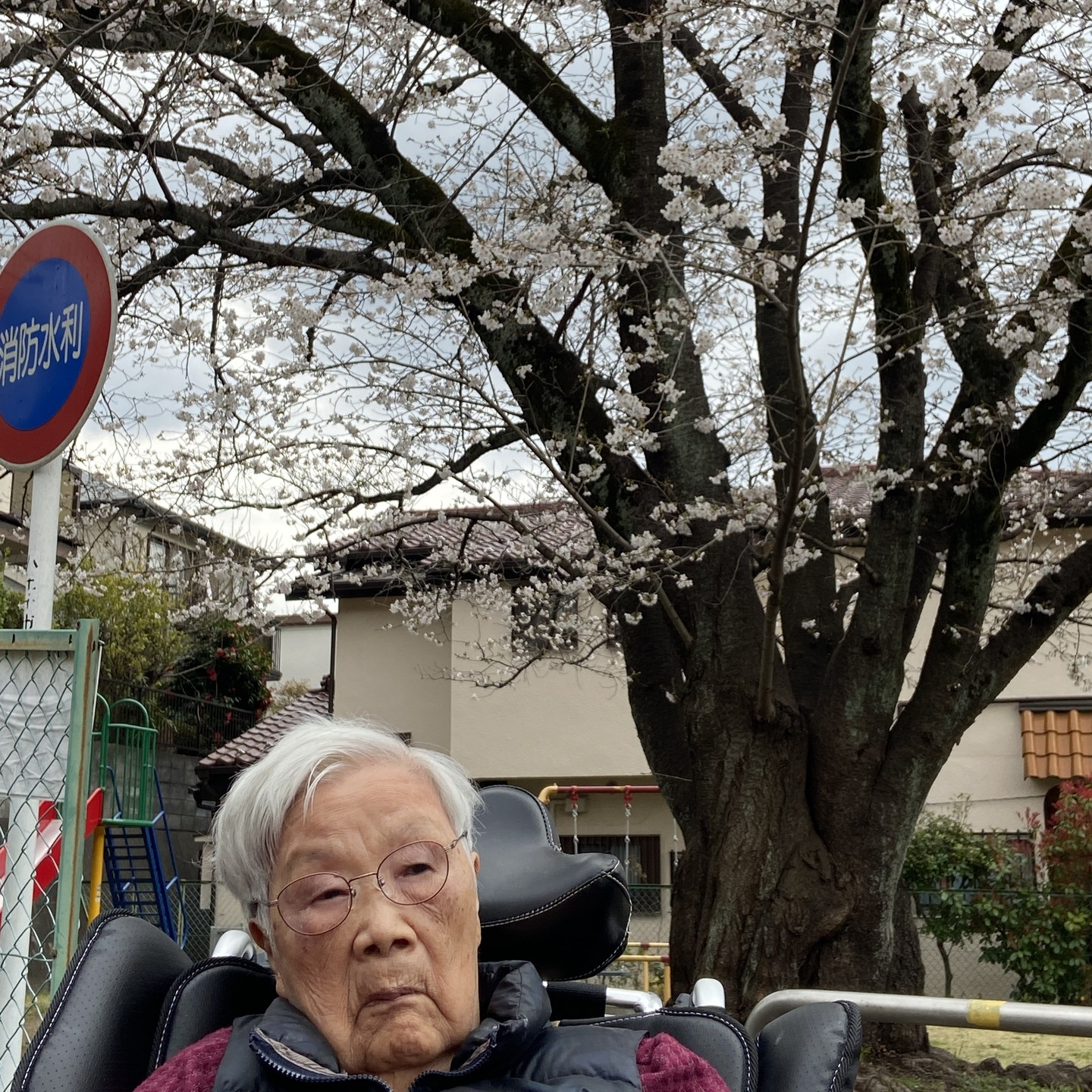 【お花見　公園】