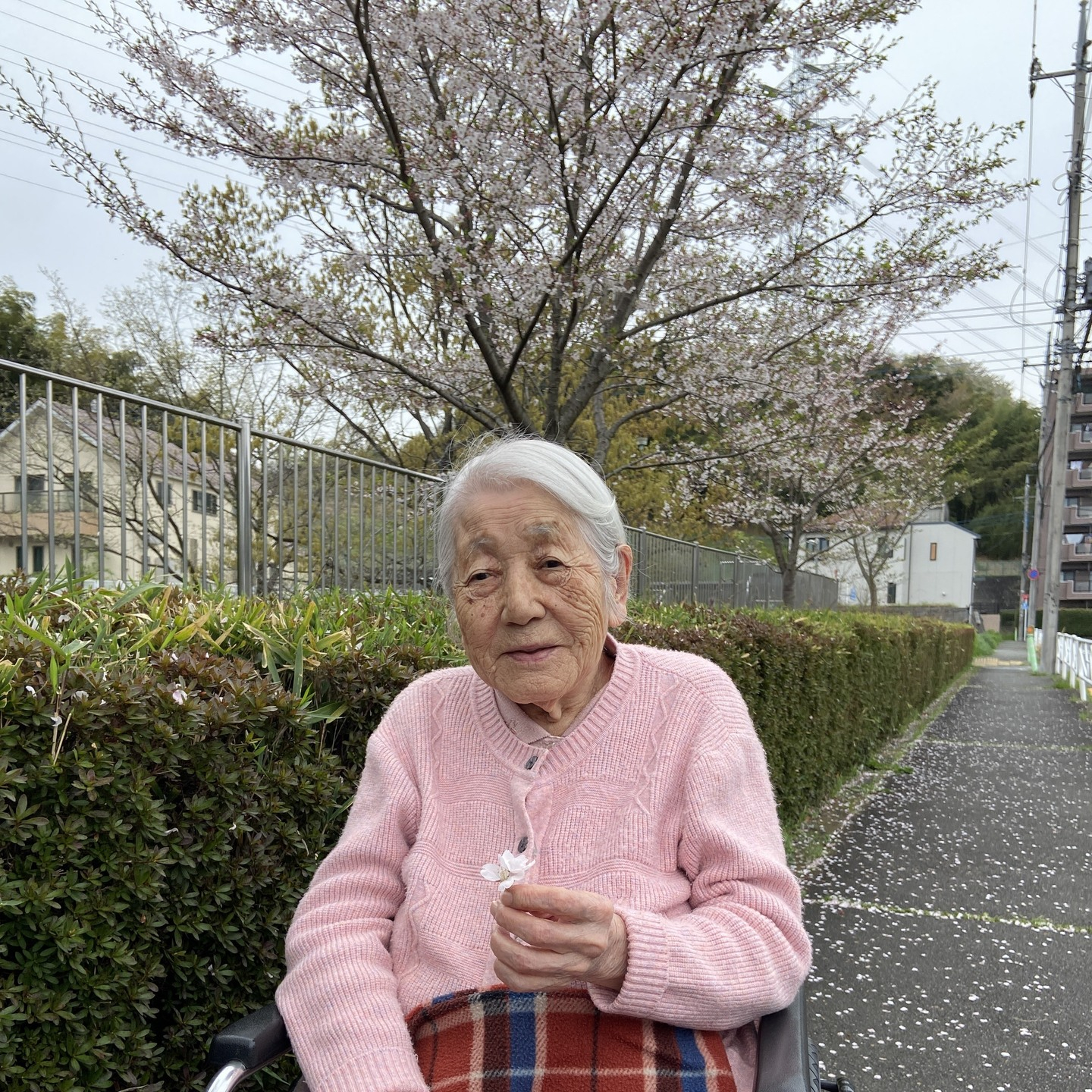 【お花見　公園】