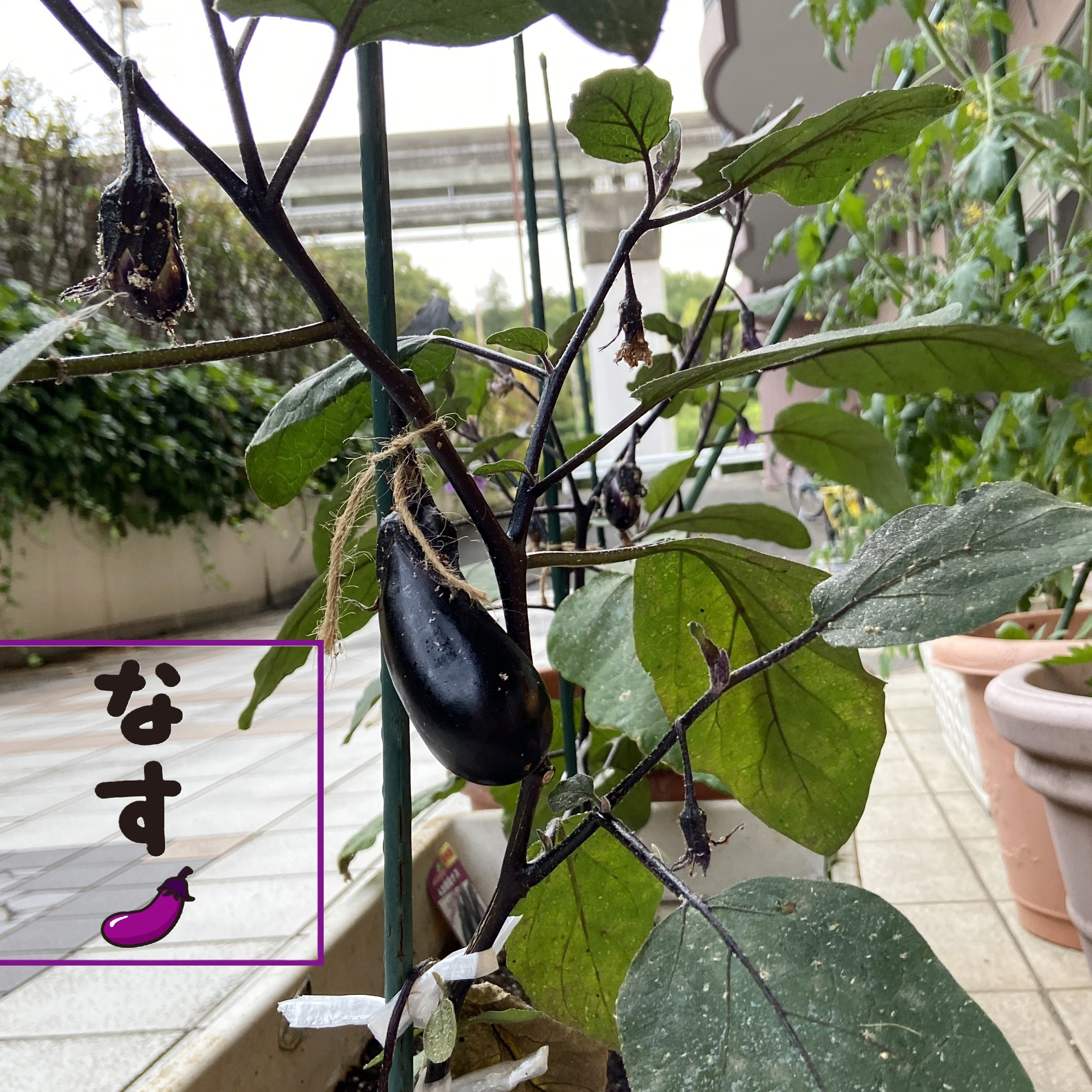 【園芸サークル6月】①