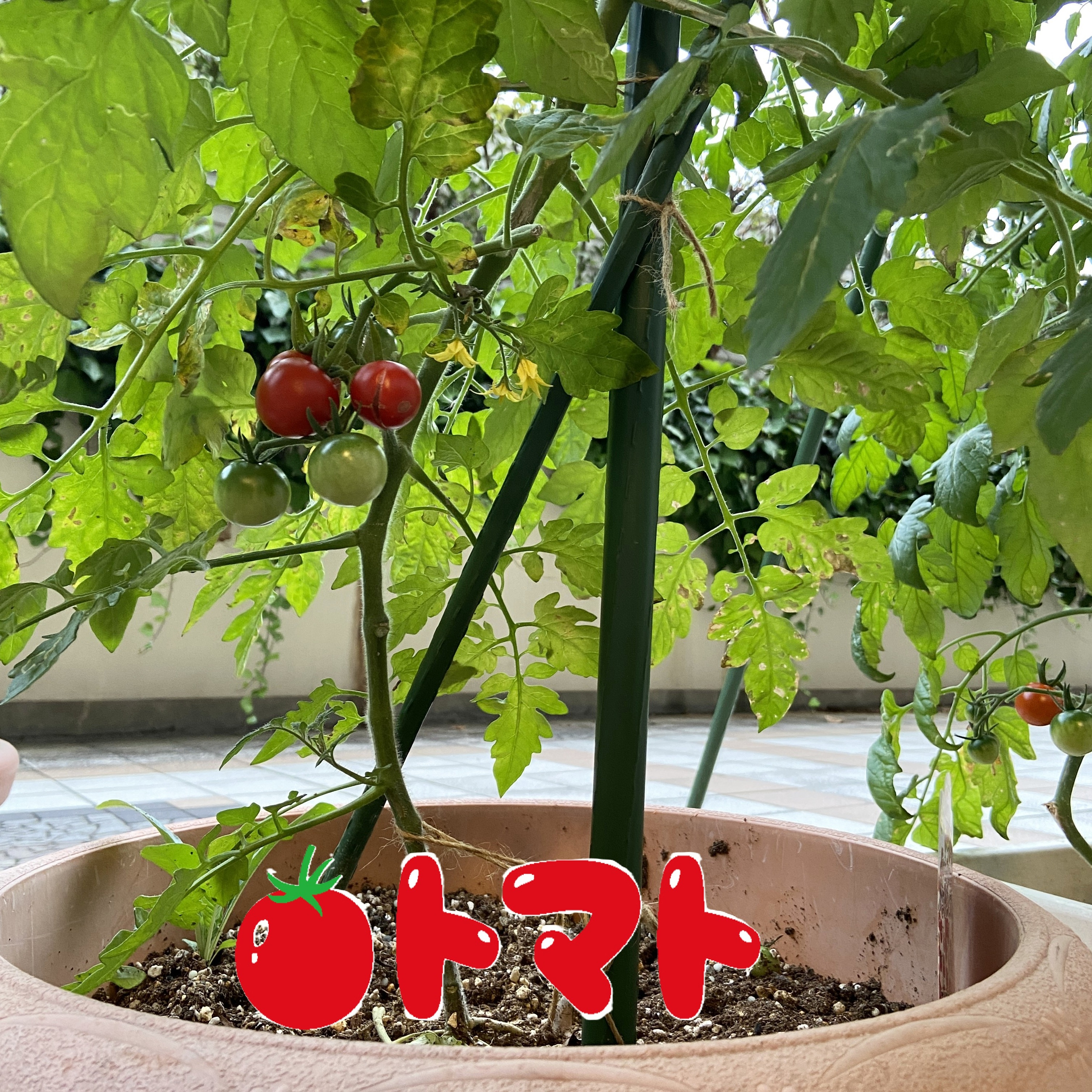 【園芸サークル6月】①