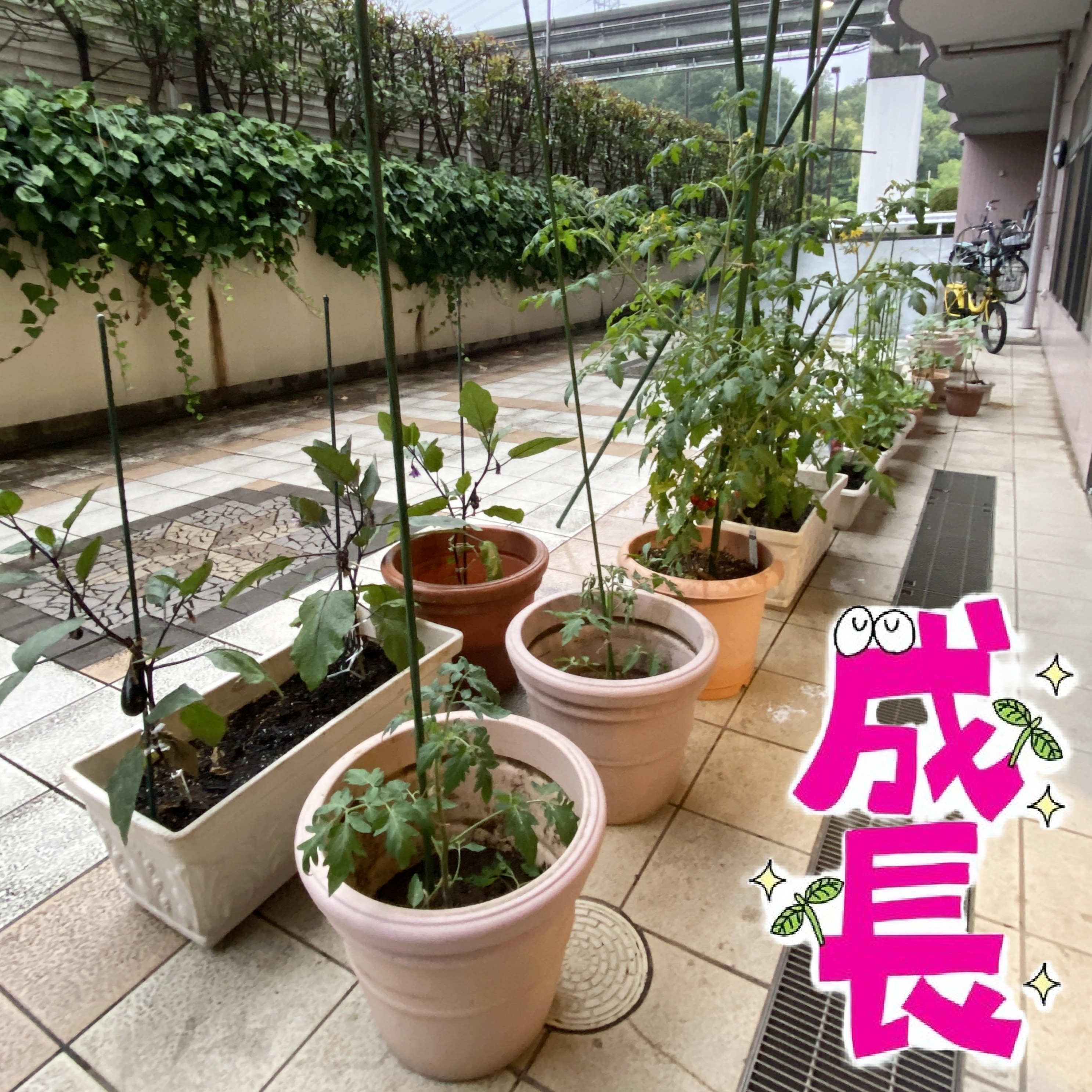【園芸サークル6月】①