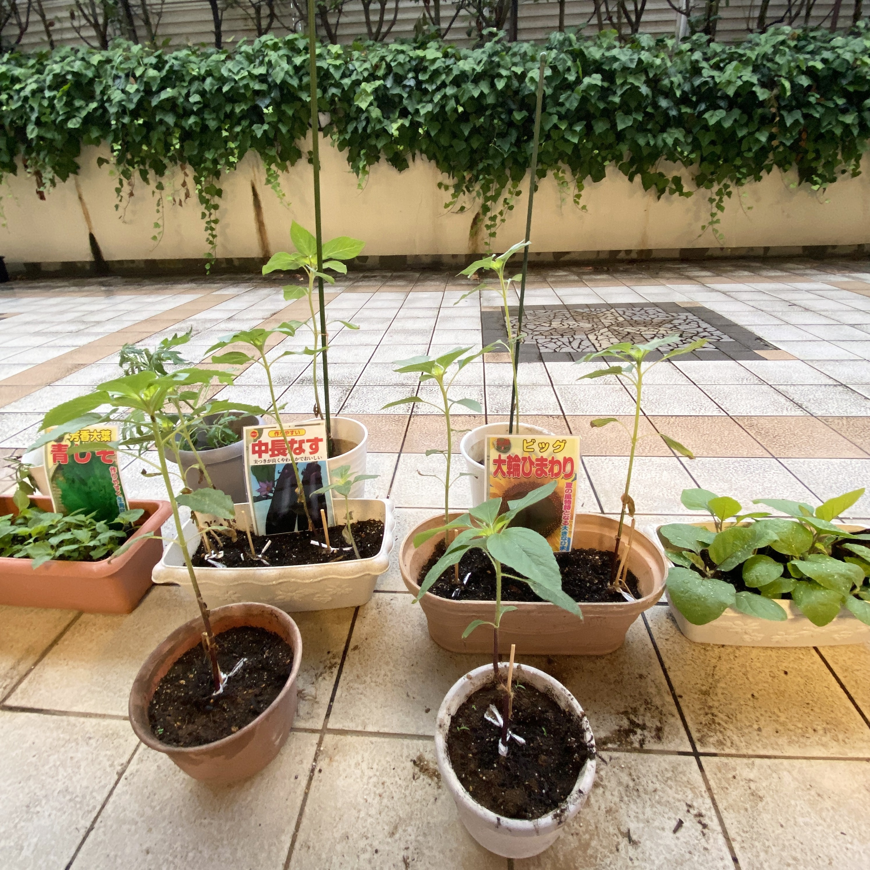 【園芸サークル6月】①