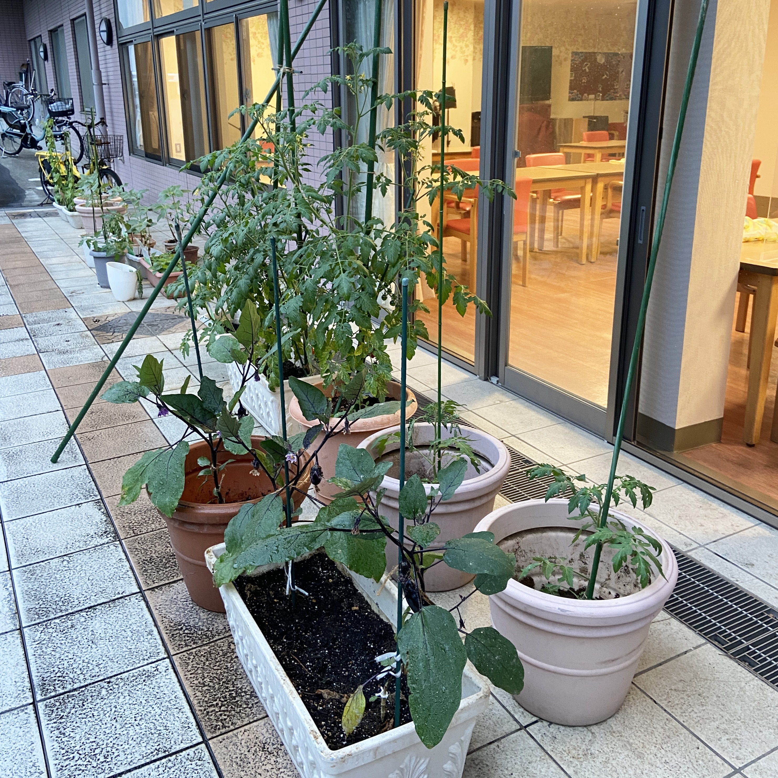 【園芸サークル6月】①