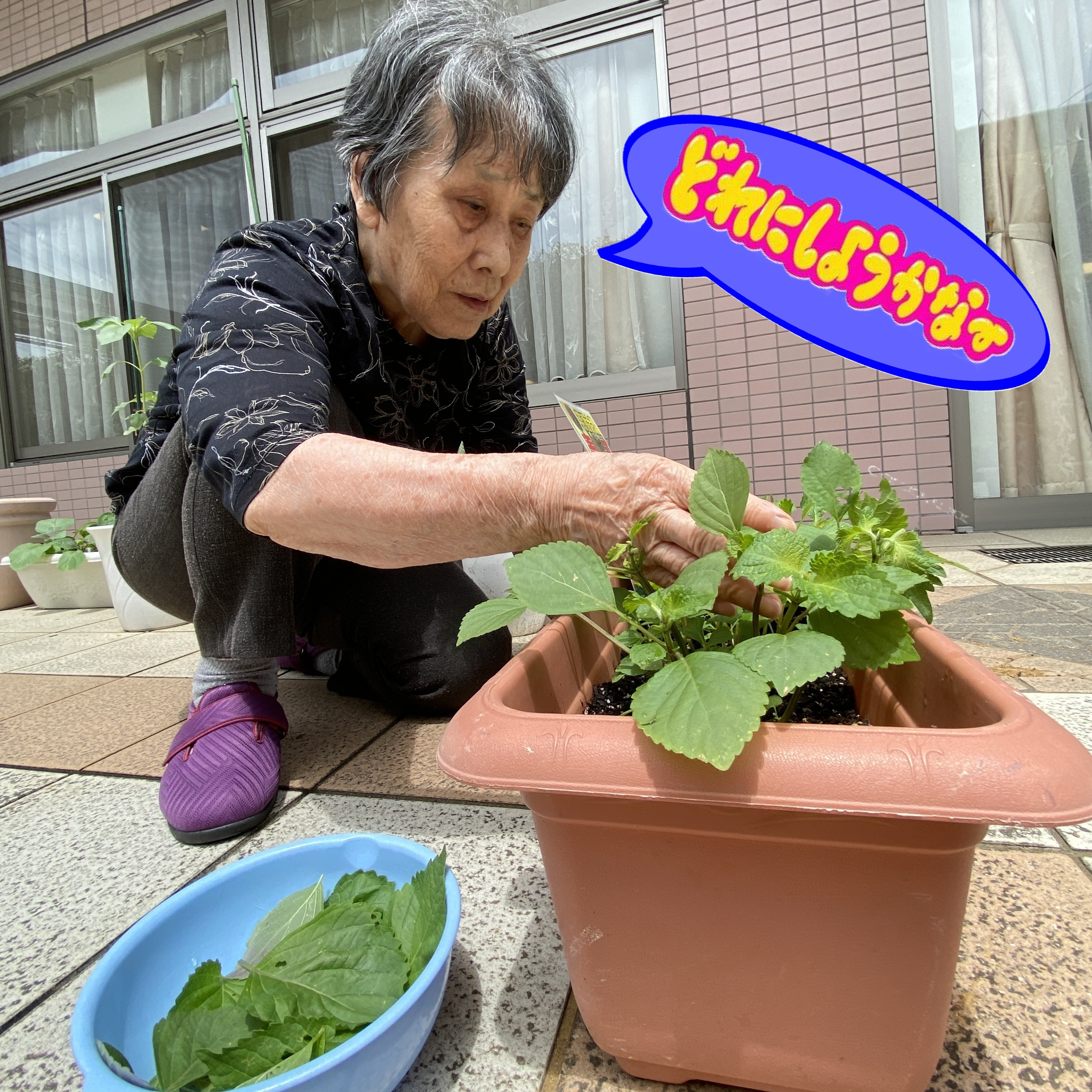 【園芸サークル6月】②
