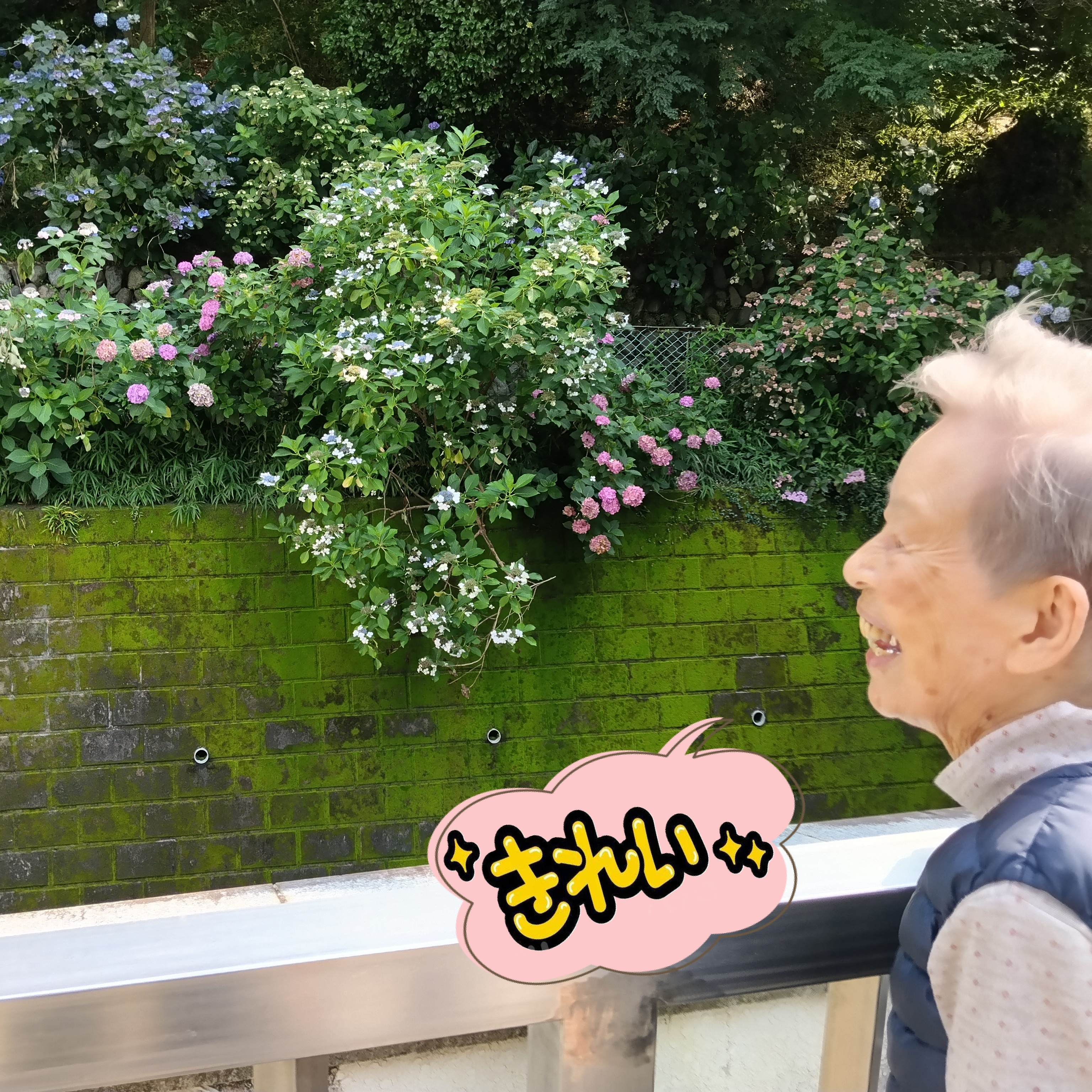 【あじさいツアー】
