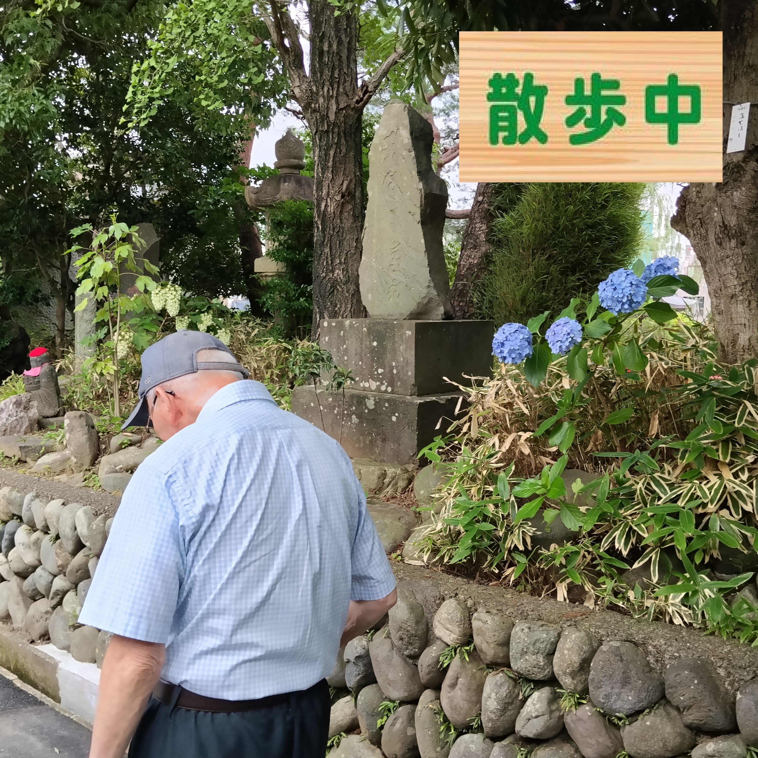 【あじさいツアー】