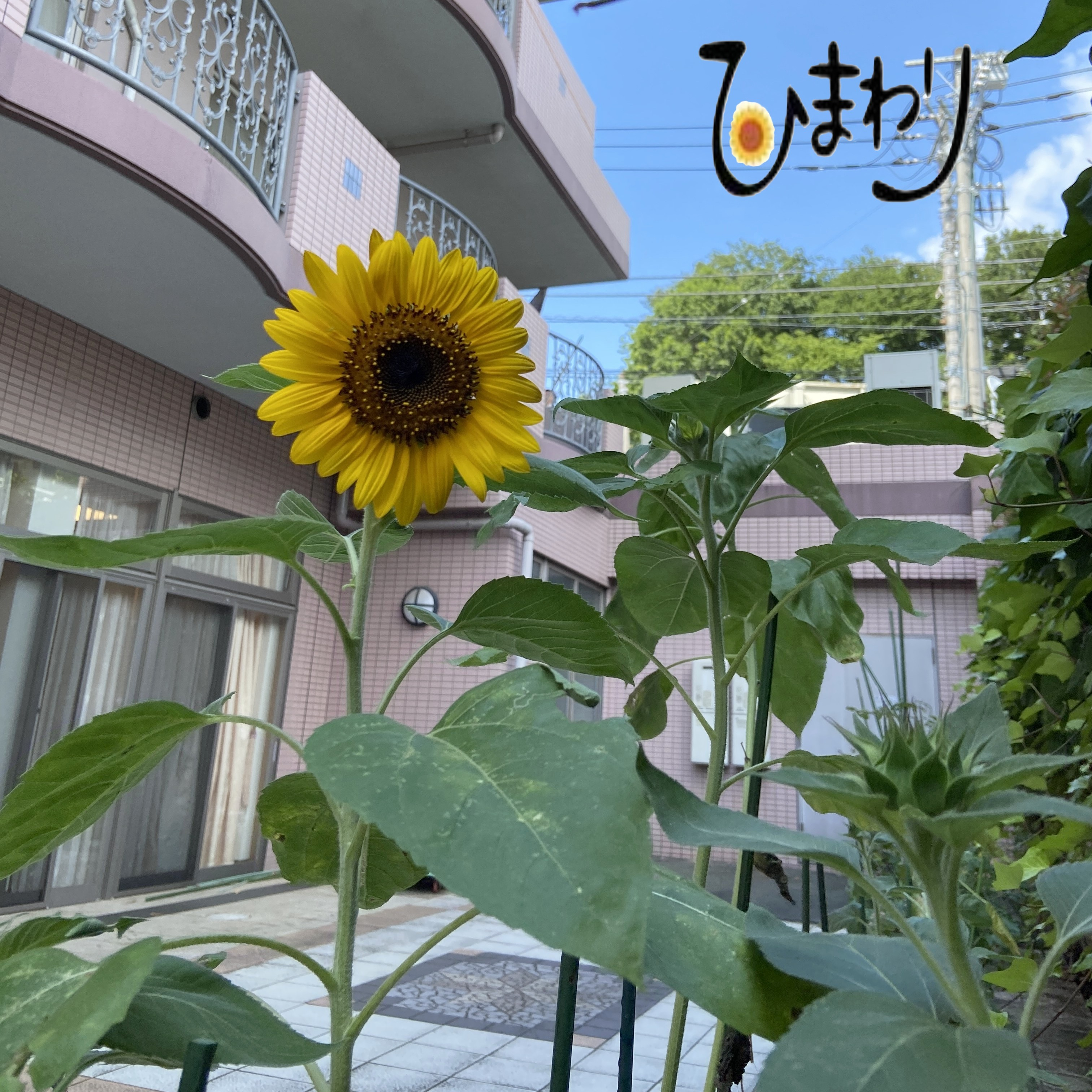 【かき氷屋さん&アルジャン向日葵】